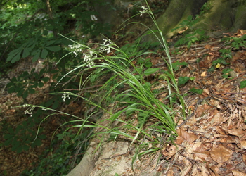 Weiß-Hainsimse (Luzula luzuloides) - © Philipp Sengl